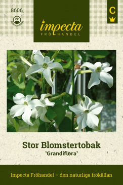 Stor Blomstertobak 'Grandiflora' Impecta fröpåse