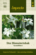 Stor Blomstertobak 'Grandiflora', vita, trumpetformade blommor med intensiv doft