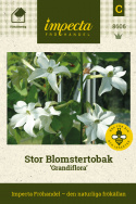Stor Blomstertobak 'Grandiflora', vita, trumpetformade blommor med intensiv doft