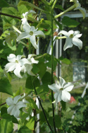 Stor Blomstertobak 'Grandiflora', vita, trumpetformade blommor med intensiv doft