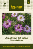 Jungfrun i det gröna 'Miss Jekyll Rose' blommor som skiftar i vitt och lila