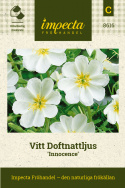 Vitt Doftnattljus 'Innocence', stora, vita blommor med en liten skär anstrykning