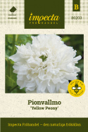 Pionvallmo 'Yellow Peony', Pionblommande vallmo med stora, dubbla, helvita blommor. Enkla blommor förekommer.