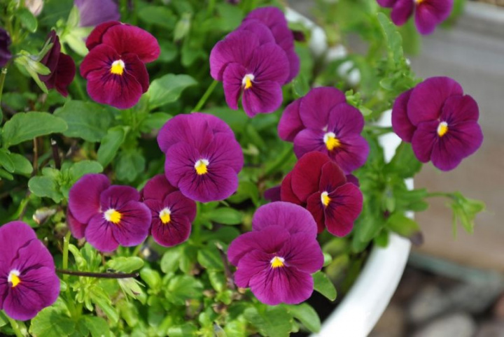 Minipensé F1 'Sorbet Carmine Rose', Mörkt purpurfärgade till vinröda blommor.