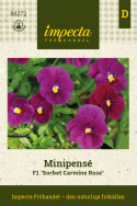 Minipensé F1 'Sorbet Carmine Rose', Mörkt purpurfärgade till vinröda blommor.