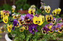 Pensé 'Rococo Ruffles', Extra stora, kruskantade blommor i många färger.
