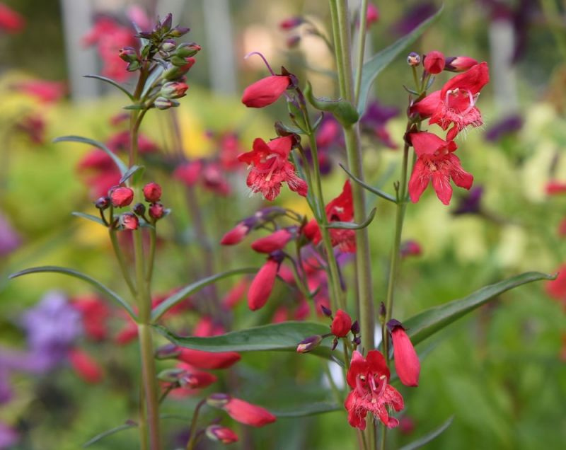 penstemon twizzle scarlet penstemon twizzle scarlet
