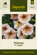 Petunia F1 'Ingrid', Gräddvita till antikrosa blommor med dekorativ nätådring