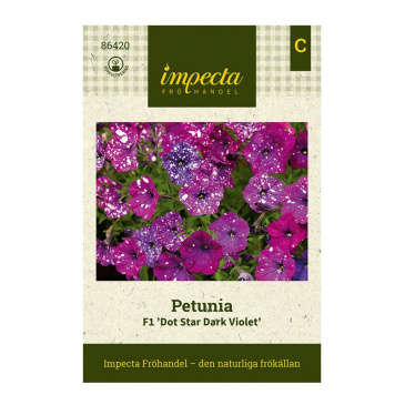 Petunia F1 'Dot Star Dark Violet'