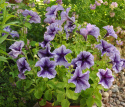 Petunia F1 'Daddy Blue', Lavendelblå blommor med silverton och purpurblå ådring.