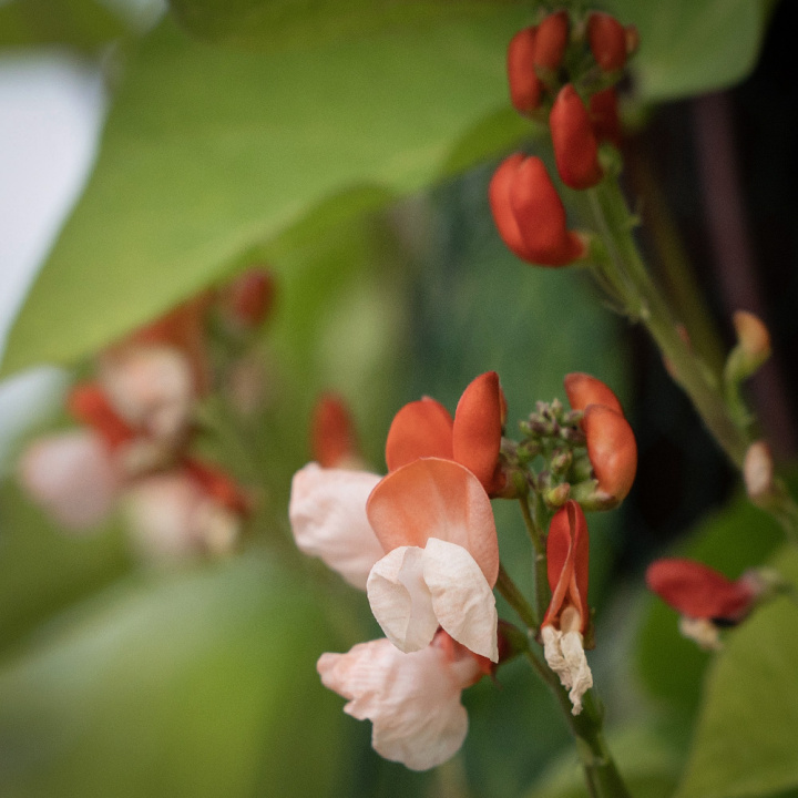 Rosenböna 'Painted Lady', klättrande, rödorange blommor med vit underdel.