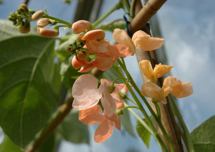 Rosenböna 'Sunset', snabbväxande och lättodlad klättrare med laxrosa blommor.