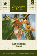 Rosenböna 'Sunset', snabbväxande och lättodlad klättrare med laxrosa blommor.