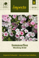 	Sommarflox 'Blushing Bride' små blommor i vitt och rosa. Tätväxande