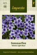 Sommarflox 'Ethnie Light Blue', mörkblå blommor med ljust lavendelblå kant.