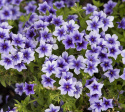 Sommarflox 'Ethnie Light Blue', mörkblå blommor med ljust lavendelblå kant.
