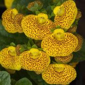 Toffelblomma F1 'Dainty Yellow with Spots'