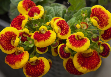 Toffelblomma F1 'Dainty Red Yellow'