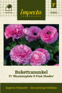 Bukettranunkel F1 'Bloomingdale II Pink Shades', Tidigblommande vårprakt med tätt fyllda blommor i ceriserosa nyanser på stadiga stjälkar.