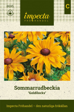 Sommarrudbeckia 'Goldilocks' Impecta fröpåse