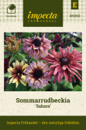 Sommarrudbeckia 'Sahara', Stora blommor i ljusgul, karamellrosa och höströd.