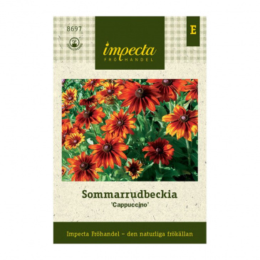 Sommarrudbeckia 'Cappuccino'