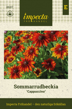 Sommarrudbeckia 'Cappuccino' Impecta fröpåse