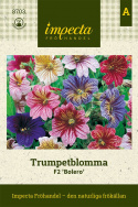 Trumpetblomma F2 'Bolero', Färgprakt i röda, gula och lila nyanser.