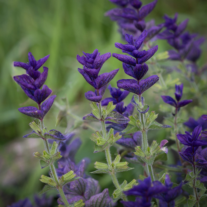 Broksalvia 'Blue Monday', Blåfärgade, ådrade toppstödblad och ljusare småblommor