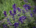 Broksalvia 'Blue Monday', Blåfärgade, ådrade toppstödblad och ljusare småblommor