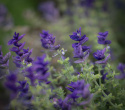 Broksalvia 'Blue Monday', Blåfärgade, ådrade toppstödblad och ljusare småblommor