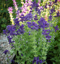 Broksalvia 'Blue Monday', Blåfärgade, ådrade toppstödblad och ljusare småblommor