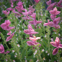 Broksalvia 'Pink Sundae', Rosaröda, ådrade toppstödblad och ljusare småblommor