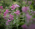 Broksalvia 'Pink Sundae', Rosaröda, ådrade toppstödblad och ljusare småblommor
