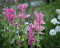 Broksalvia 'Pink Sundae', Rosaröda, ådrade toppstödblad och ljusare småblommor