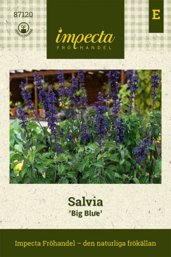 Salvia 'Big Blue' fröpåse Impecta