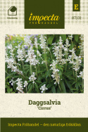 Daggsalvia 'Cirrus', Upprätta spiror av silvervita småblommor över bladverket.