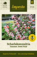 Scharlakanssalvia 'Summer Jewel Pink', Ljust laxrosa blommor på mörka stjälkar.
