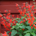 Scharlakanssalvia 'Summer Jewel Red', Lysande röda blommor.
