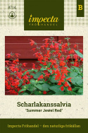 Scharlakanssalvia 'Summer Jewel Red', Lysande röda blommor.