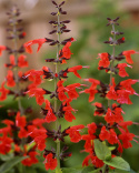 Scharlakanssalvia 'Summer Jewel Red', Lysande röda blommor.