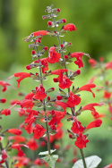 Scharlakanssalvia 'Summer Jewel Red', Lysande röda blommor.