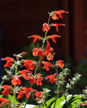 Scharlakanssalvia 'Summer Jewel Red', Lysande röda blommor.
