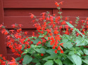 Scharlakanssalvia 'Summer Jewel Red', Lysande röda blommor.