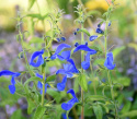Blåsalvia 'Oxford Blue' sätter färg på rabatt och lådor i halvskuggiga lägen.