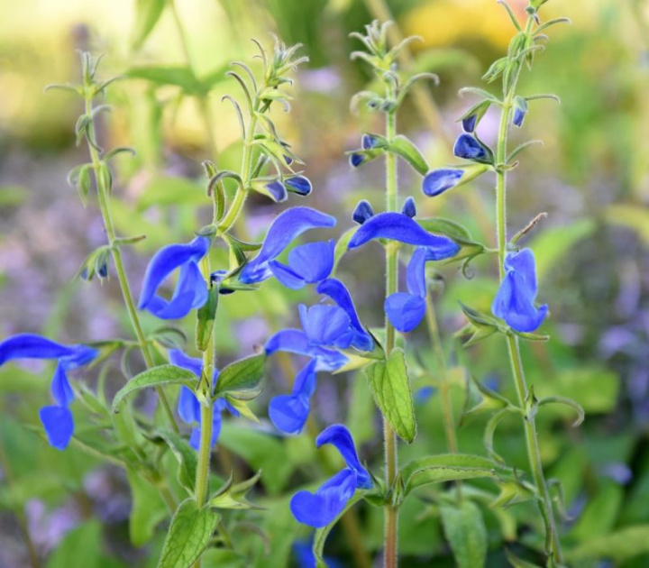 Blåsalvia 'Oxford Blue' sätter färg på rabatt och lådor i halvskuggiga lägen.