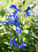 Blåsalvia 'Oxford Blue' sätter färg på rabatt och lådor i halvskuggiga lägen.
