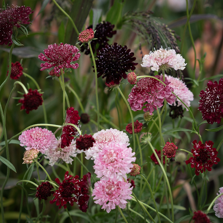 Praktvädd 'Summer Fruits', blommor i hallonrosa, körsbärsrött och mörkt purpur på höga stjälkar.