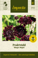 Praktvädd 'Magic Night', Stora, dubbla, mörkt purpurfärgade, doftande blommor.