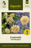 Praktvädd ''Fata Morgana'', dubbla blommor i en gräddgul till aprikos nyans.